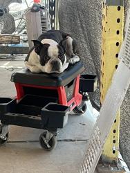 Lost Male Dog last seen Lassen and kester, Los Angeles, CA 91345