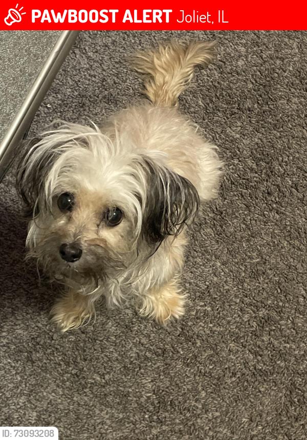 Lost Female Dog last seen Arthur Ave & Woodruff Rd, Joliet, IL 60432