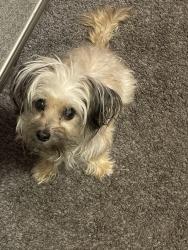 Lost Female Dog last seen Arthur Ave & Woodruff Rd, Joliet, IL 60432