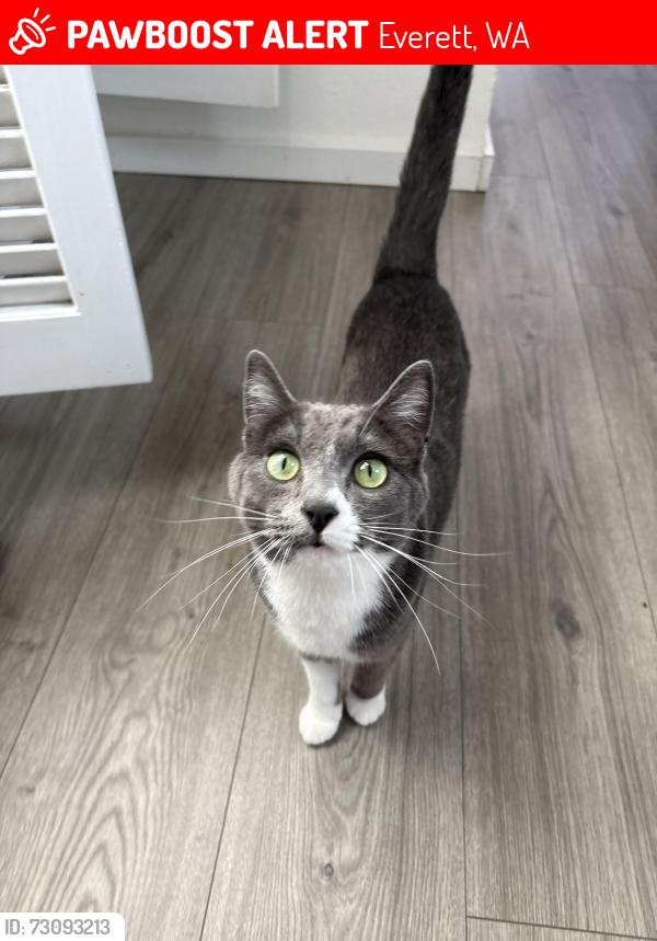 Lost Female Cat last seen Evergreen Middle School, Everett, WA 98203