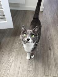 Lost Female Cat last seen Evergreen Middle School, Everett, WA 98203