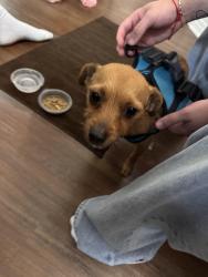 Found/Stray Female Dog last seen Palomar Street, Chula Vista, CA 91911