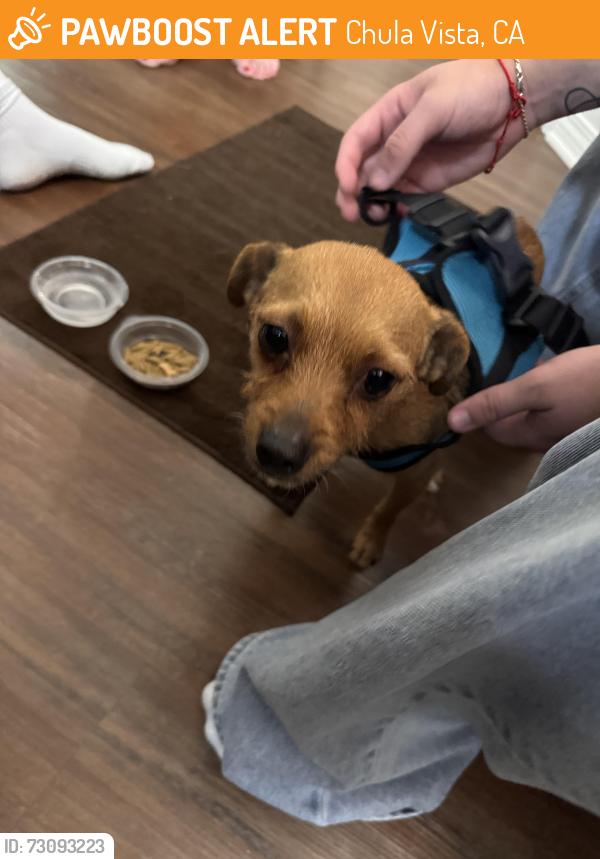 Found/Stray Female Dog last seen Palomar Street, Chula Vista, CA 91911