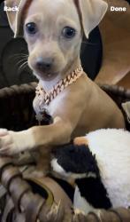 Lost Female Dog last seen Highland & 16th St, National City, CA 91950
