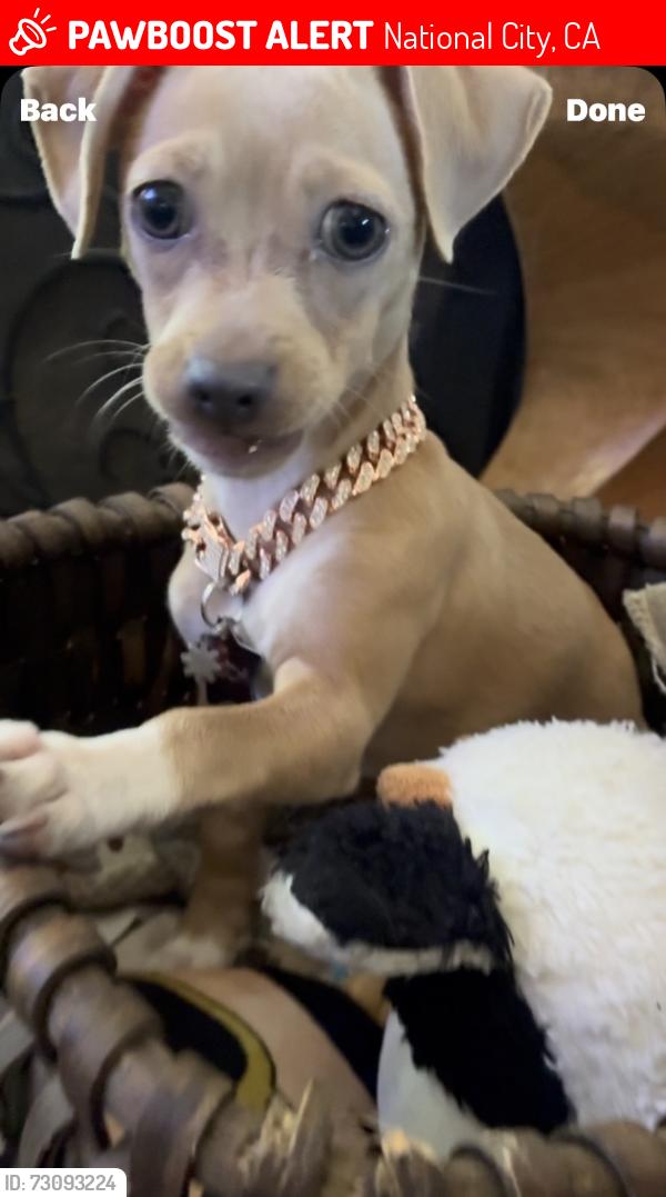 Lost Female Dog last seen Highland & 16th St, National City, CA 91950