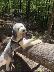 Reunited Female Dog last seen Heritage Pointe and Rockaway Rd., Senoia, GA 30276