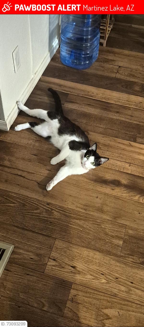 Lost Male Cat last seen Near E US Highway 95, Martinez Lake, AZ 85365