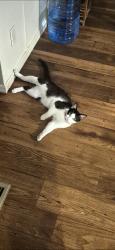Lost Male Cat last seen Near E US Highway 95, Martinez Lake, AZ 85365