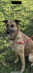 Reunited Female Dog last seen Union & Camden, San Jose, CA 95124