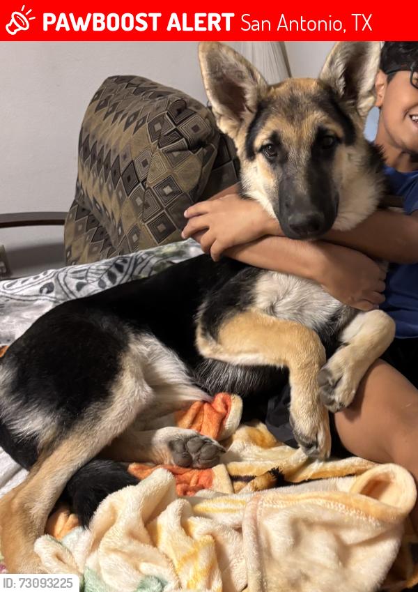 Lost Female Dog last seen Near Timber Cabin, San Antonio, TX 78250