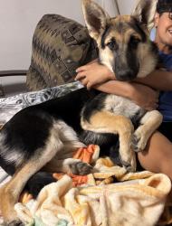 Lost Female Dog last seen Near Timber Cabin, San Antonio, TX 78250