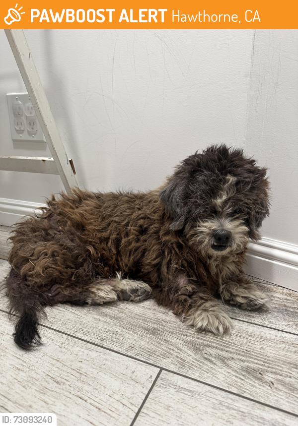 Found/Stray Female Dog last seen Inglewood and 135th St, Hawthorne, CA 90250