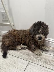 Found/Stray Female Dog last seen Inglewood and 135th St, Hawthorne, CA 90250