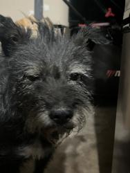 Found/Stray Male Dog last seen Southern and Mesa dr, Mesa, AZ 85204