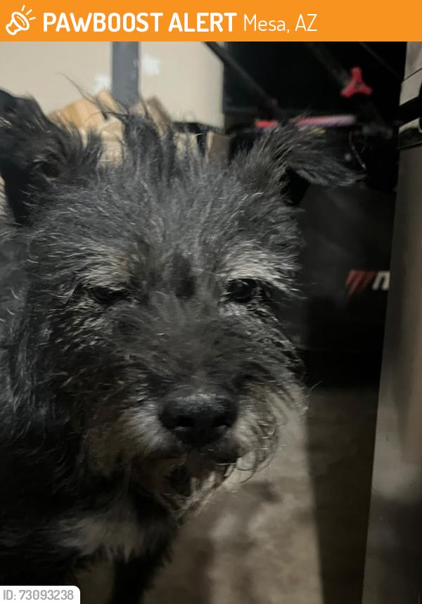 Found/Stray Male Dog last seen Southern and Mesa dr, Mesa, AZ 85204