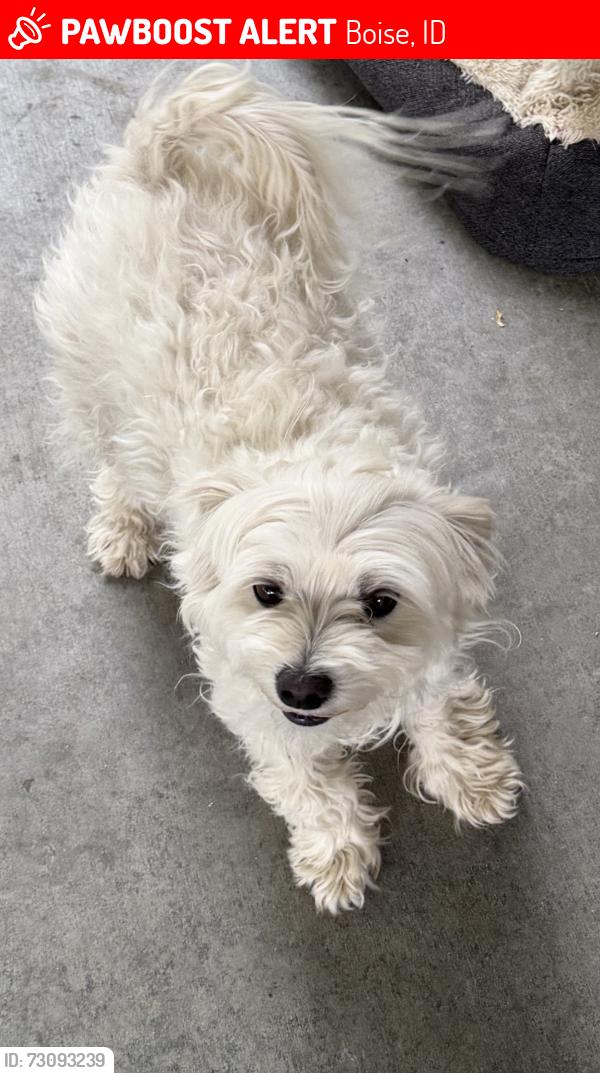 Lost Female Dog last seen Franklin and Cloverdale, Boise, ID 83702