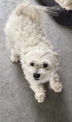 Lost Female Dog last seen Franklin and Cloverdale, Boise, ID 83702