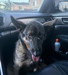 Found/Stray Female Dog last seen Rosecrans/Downey Ave, Downey, CA 90241
