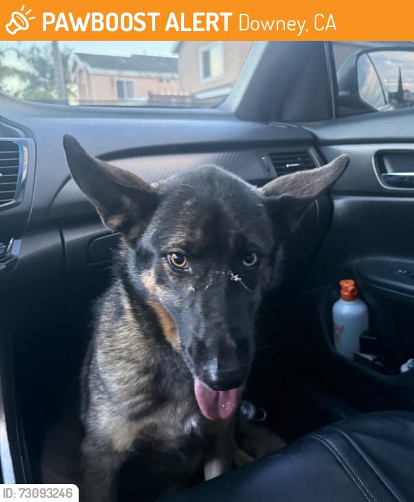 Found/Stray Female Dog last seen Rosecrans/Downey Ave, Downey, CA 90241