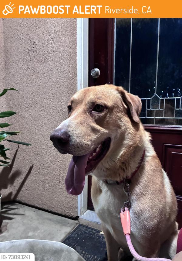 Found/Stray Male Dog last seen Tyler street and California street, Riverside, CA 92507