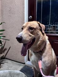 Found/Stray Male Dog last seen Tyler street and California street, Riverside, CA 92507