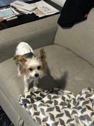 Lost Male Dog last seen Louisville and Byron, El Paso, TX 79930