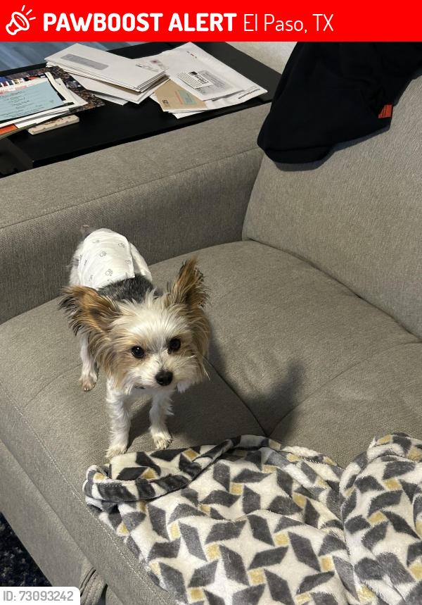 Lost Male Dog last seen Louisville and Byron, El Paso, TX 79930