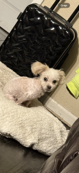 Lost Female Dog last seen Witter St & Southmore Ave., Pasadena, TX 77506