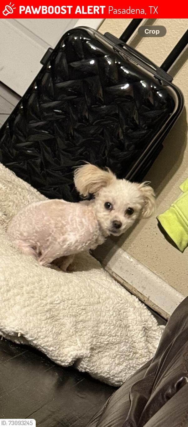 Lost Female Dog last seen Witter St & Southmore Ave., Pasadena, TX 77506