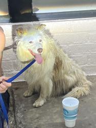 Found/Stray Female Dog last seen MacArthur & 50 th by DMart store, Oklahoma City, OK 73132