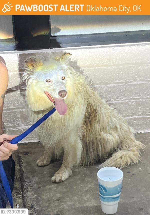 Found/Stray Female Dog last seen MacArthur & 50 th by DMart store, Oklahoma City, OK 73132