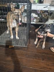 Found/Stray Unknown Dog last seen Cory Ann ct & Metz rd, Perris, CA 92570