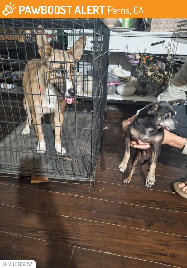 Found/Stray Unknown Dog last seen Cory Ann ct & Metz rd, Perris, CA 92570