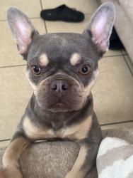 Reunited Female Dog last seen Near NW 14th St, Miami, FL 33125, USA, Miami, FL 33125