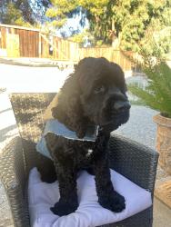 Lost Male Dog last seen Deerfield dr, Antioch, CA 94531