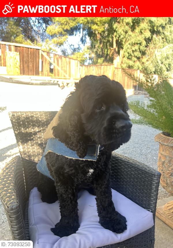 Lost Male Dog last seen Deerfield dr, Antioch, CA 94531
