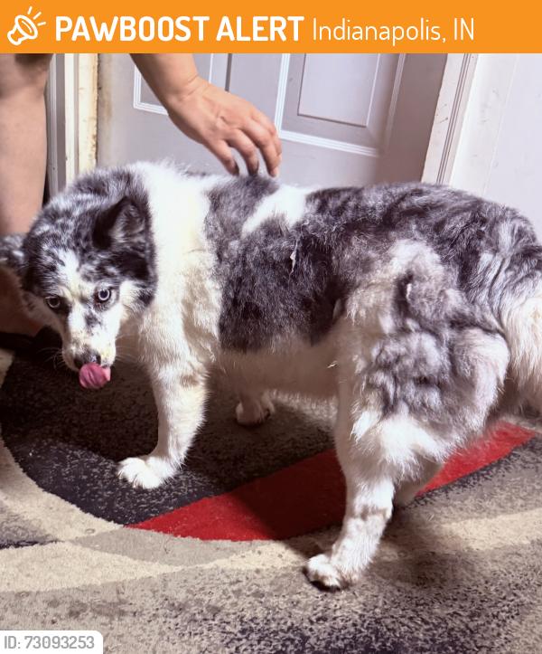 Found/Stray Female Dog last seen River Run Neighborhood, Indianapolis, IN 46204