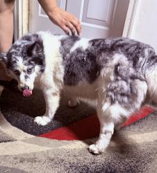 Found/Stray Female Dog last seen River Run Neighborhood, Indianapolis, IN 46204