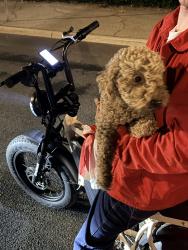 Found/Stray Unknown Dog last seen Brookgreen, Downey, CA 90240