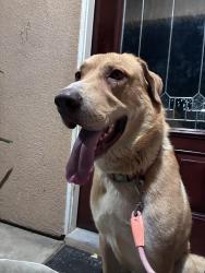 Found/Stray Male Dog last seen Tyler street and California Street, Riverside, CA 92505