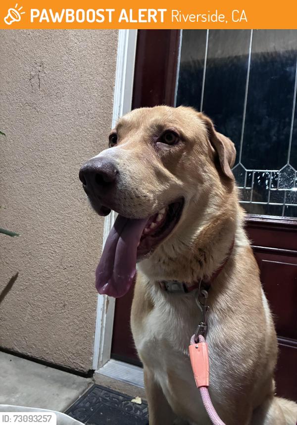 Found/Stray Male Dog last seen Tyler street and California Street, Riverside, CA 92505