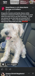 Lost Male Dog last seen 14th street, Kingsville, TX 78363