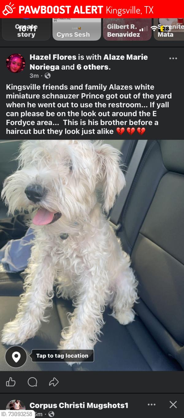 Lost Male Dog last seen 14th street, Kingsville, TX 78363