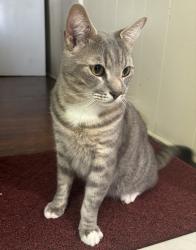 Lost Male Cat last seen Last spotted 6/16: Garretford/Addingham Drexel Hill. Lost since: 6/9 from Upper Darby 19050 near Clearbrook Ave and Garrett Rd, Drexel Hill, PA 19026