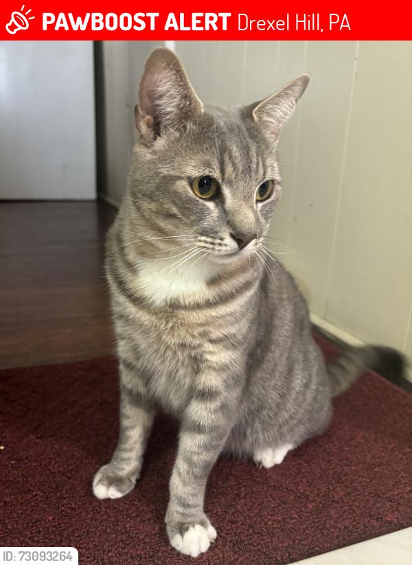 Lost Male Cat last seen Last spotted 6/16: Garretford/Addingham Drexel Hill. Lost since: 6/9 from Upper Darby 19050 near Clearbrook Ave and Garrett Rd, Drexel Hill, PA 19026