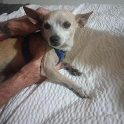 Found/Stray Male Dog last seen 19th ave and Campbell, Phoenix, AZ 85015
