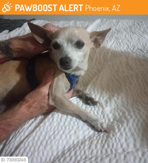 Found/Stray Male Dog last seen 19th ave and Campbell, Phoenix, AZ 85015