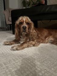 Lost Male Dog last seen Sunnyvale ave Walnut Creek ca, Walnut Creek, CA 94597
