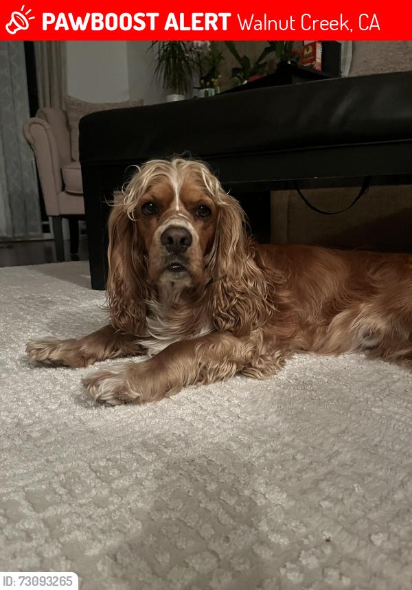 Lost Male Dog last seen Sunnyvale ave Walnut Creek ca, Walnut Creek, CA 94597