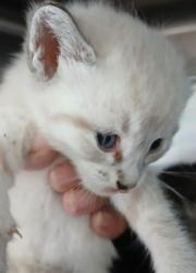 Shelter Stray Female Cat last seen EAGLE BAY, DOCTORS LAKE, 2020 Forest St, Jacksonville, FL 32204, USA